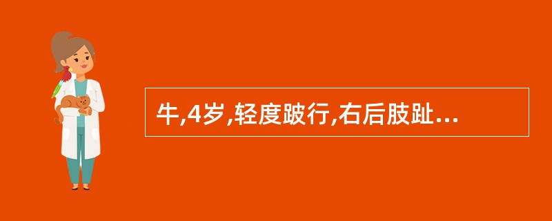 牛,4岁,轻度跛行,右后肢趾间隙前部有一"舌状"突起并附有脓汁,周围皮肤红肿、破