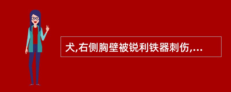 犬,右侧胸壁被锐利铁器刺伤,呼吸困难,不安,心跳加快,可视黏膜发绀,伤口处用手能