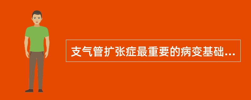 支气管扩张症最重要的病变基础是A、支气管相关淋巴组织显著增生B、支气管壁因炎症遭