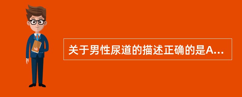 关于男性尿道的描述正确的是A、有两个狭窄B、有三个弯曲C、有两个扩大D、长而弯曲
