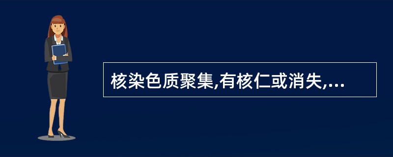 核染色质聚集,有核仁或消失,胞浆较多,呈淡红色,浆内有嗜苯胺蓝颗粒,核浆比约为1