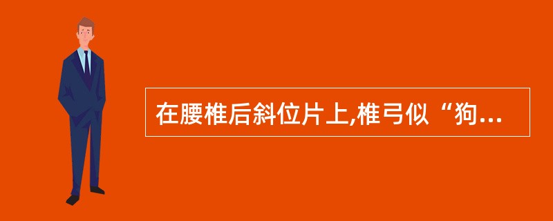 在腰椎后斜位片上,椎弓似“狗”的投影,椎弓峡部相当于A、狗嘴B、狗眼C、狗耳D、