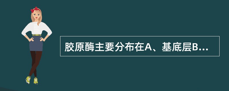 胶原酶主要分布在A、基底层B、颗粒层C、角质层D、棘层E、真皮乳头层