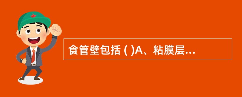 食管壁包括 ( )A、粘膜层、粘膜下层、肌层、浆膜层B、粘膜层、粘膜下层、肌层、