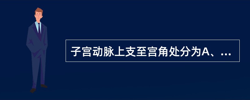 子宫动脉上支至宫角处分为A、卵巢支与输卵管支B、宫底支、宫体支与宫颈支C、宫底支