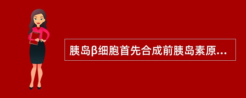 胰岛β细胞首先合成前胰岛素原,而分泌入血的是