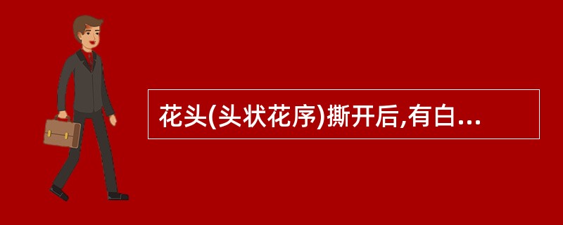 花头(头状花序)撕开后,有白色丝状绵毛的花类药材是