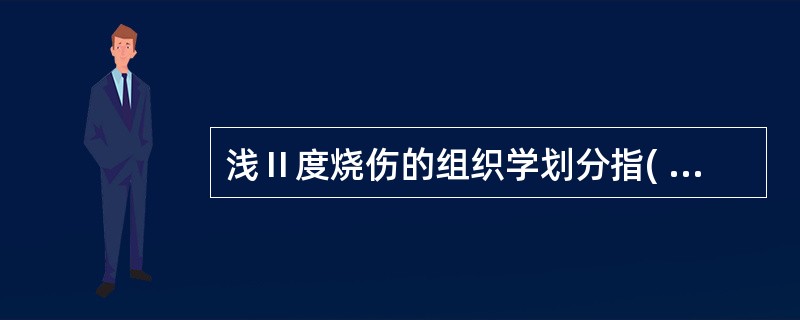 浅Ⅱ度烧伤的组织学划分指( )。A、表皮角质层透明层£«颗粒层£«棘层B、表皮角