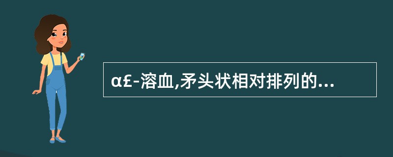 α£­溶血,矛头状相对排列的双球菌Op—tochin纸片敏感的链球菌为