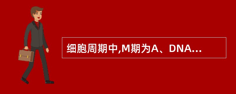 细胞周期中,M期为A、DNA合成前期B、DNA合成期C、DNA 合成后期D、分裂