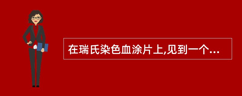 在瑞氏染色血涂片上,见到一个10~15μm的圆形白细胞,3叶核,核染色质深紫红色