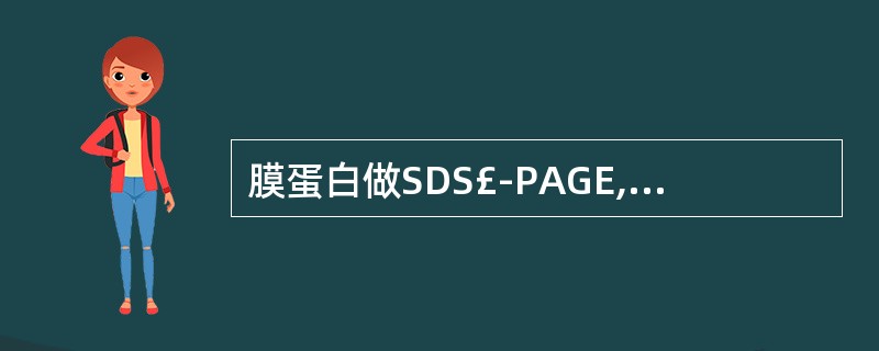 膜蛋白做SDS£­PAGE,可见A、9~10条区带B、7~8条区带C、5~6条区