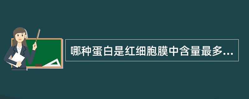 哪种蛋白是红细胞膜中含量最多的一种A、锚蛋白B、收缩蛋白C、肌动蛋白D、跨膜糖蛋