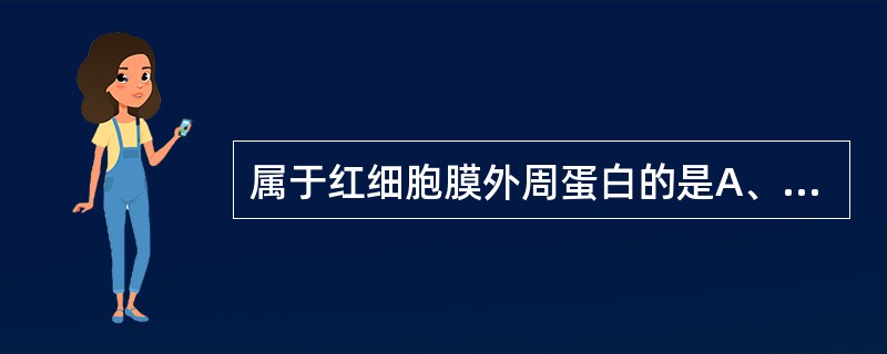 属于红细胞膜外周蛋白的是A、主体蛋白B、铁蛋白C、肌动蛋白D、血红蛋白E、糖蛋白