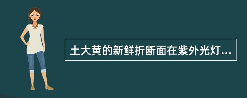 土大黄的新鲜折断面在紫外光灯下显 ( )