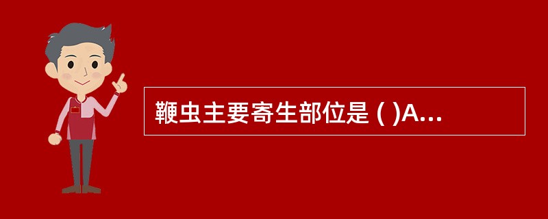 鞭虫主要寄生部位是 ( )A、小肠B、盲肠C、结肠D、直肠E、胆囊