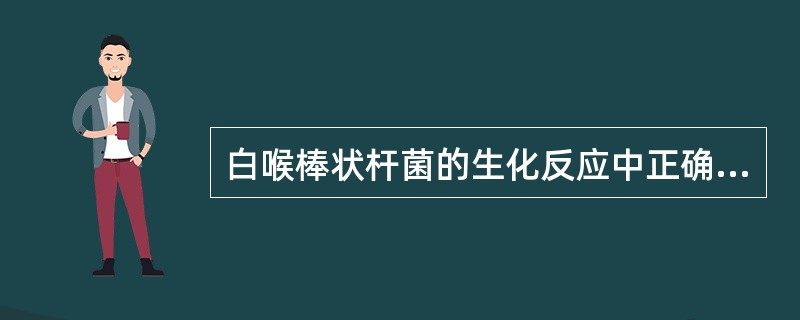 白喉棒状杆菌的生化反应中正确的是:A、不分解葡萄糖B、不分解乳糖C、不分解麦芽糖