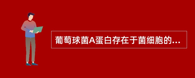 葡萄球菌A蛋白存在于菌细胞的部位是 ( )A、鞭毛B、细胞膜C、细胞壁D、菌毛E