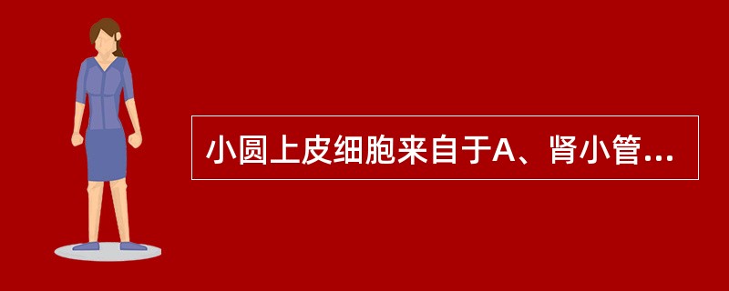 小圆上皮细胞来自于A、肾小管上皮细胞B、肾盂C、输尿管D、底层移行上皮细胞E、尿