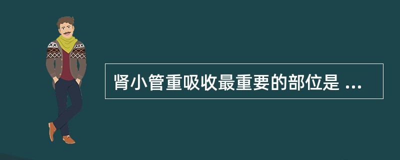 肾小管重吸收最重要的部位是 ( )A、集合管B、髓袢粗段C、髓袢细段D、远曲小管