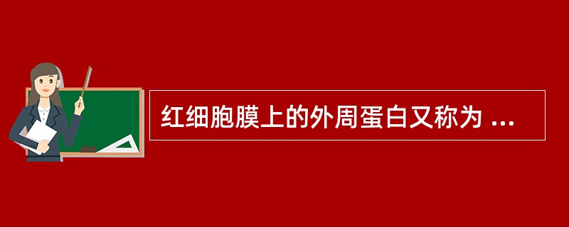 红细胞膜上的外周蛋白又称为 ( )A、主体蛋白B、膜蛋白C、锚蛋白D、外源性蛋白