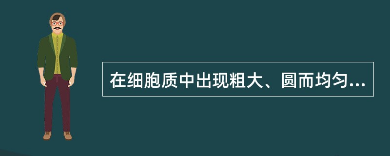 在细胞质中出现粗大、圆而均匀,呈橘红色染色颗粒的白细胞为A、中性粒分叶核细胞B、