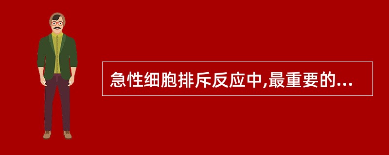 急性细胞排斥反应中,最重要的效应细胞是A、巨噬细胞B、NK细胞C、DCD、CD4