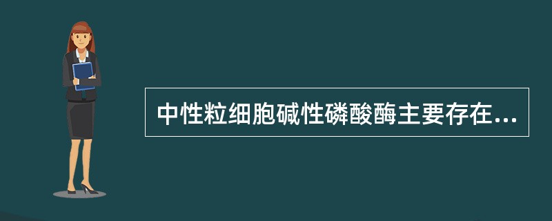 中性粒细胞碱性磷酸酶主要存在于A、原始粒细胞B、早幼粒细胞C、中性中幼粒细胞D、