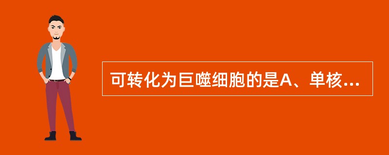 可转化为巨噬细胞的是A、单核细胞B、粒细胞C、组织细胞D、间皮细胞E、纤维细胞