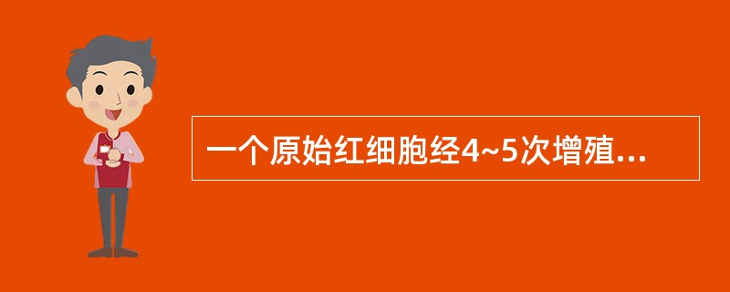 一个原始红细胞经4~5次增殖可产生成熟红细胞A、2个或4个B、4个或8个C、8个