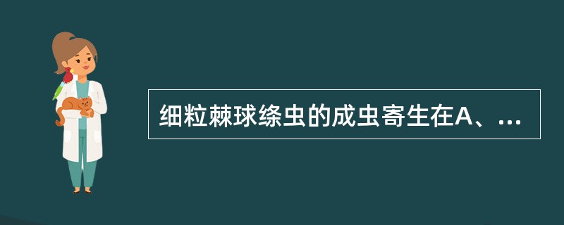 细粒棘球绦虫的成虫寄生在A、马和牛的小肠B、人的小肠C、狗的小肠D、人的肝脏E、