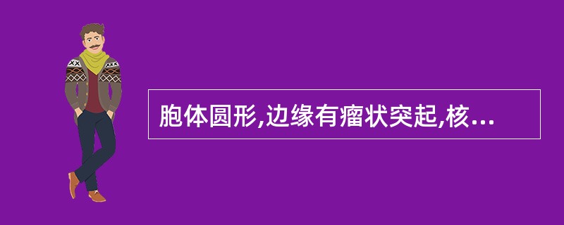 胞体圆形,边缘有瘤状突起,核圆形,染色质呈颗粒状,核仁1~2个,胞质量少,呈油墨