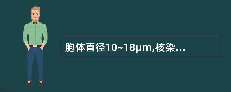 胞体直径10~18μm,核染色质粗颗粒状、排列紧密、分布不均、有明显厚实感,核仁