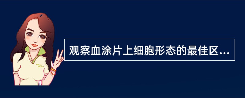 观察血涂片上细胞形态的最佳区域是A、头部B、体部C、尾部D、体尾交界处E、血涂片