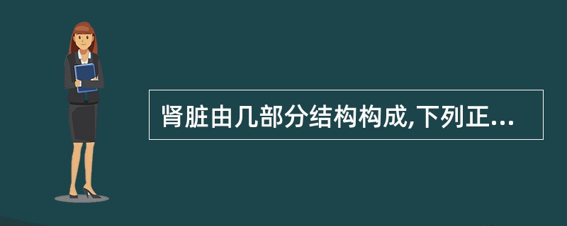 肾脏由几部分结构构成,下列正确的是:①肾实质、肾窦;②肾皮质、肾髓质:③肾锥体、