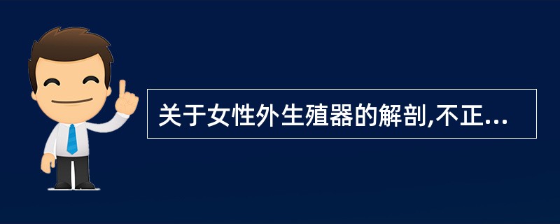 关于女性外生殖器的解剖,不正确的是