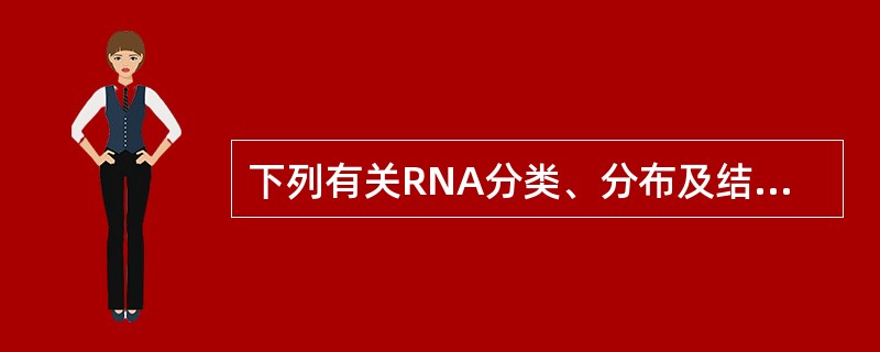 下列有关RNA分类、分布及结构的叙述错误的是