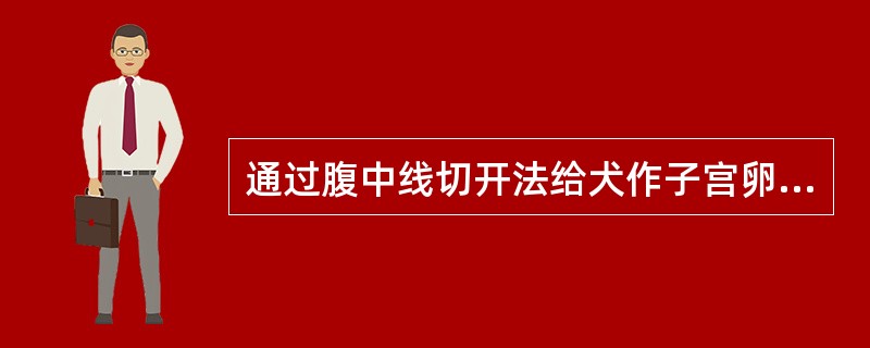 通过腹中线切开法给犬作子宫卵巢摘除术,以脐孔为上届向下切开