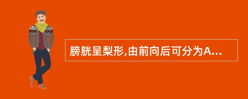 膀胱呈梨形,由前向后可分为A、膀胱顶、膀胱体、膀胱颈B、膀胱体、膀胱顶、膀胱颈C