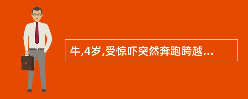 牛,4岁,受惊吓突然奔跑跨越壕沟时受伤,突然出现重度支跛,站立时以蹄球着地,蹄底