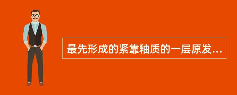 最先形成的紧靠釉质的一层原发性牙本质,其胶原纤维的排列与牙本质小管平行,该牙本质