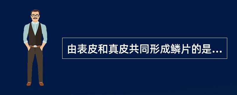 由表皮和真皮共同形成鳞片的是()A、鲤B、鲈C、鲟D、鲨鱼