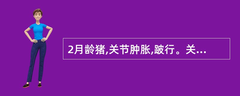 2月龄猪,关节肿胀,跛行。关节液涂片,革兰氏染色见蓝紫色、短链状排列的细菌,该病