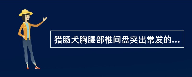 猎肠犬胸腰部椎间盘突出常发的部位是A、胸第11~12至腰第2~3椎间盘B、胸第1