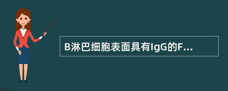 B淋巴细胞表面具有IgG的Fc受体。凝聚的IgG或抗原抗体复合物的IgG,其Fc