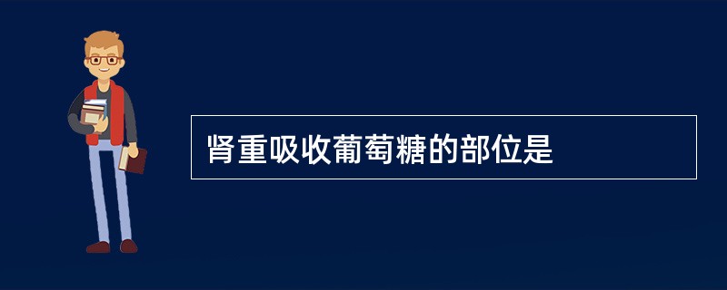 肾重吸收葡萄糖的部位是