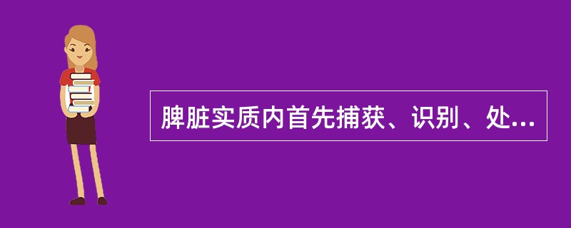 脾脏实质内首先捕获、识别、处理抗原物质以及诱发免疫应答的结构区域是( )A、边缘