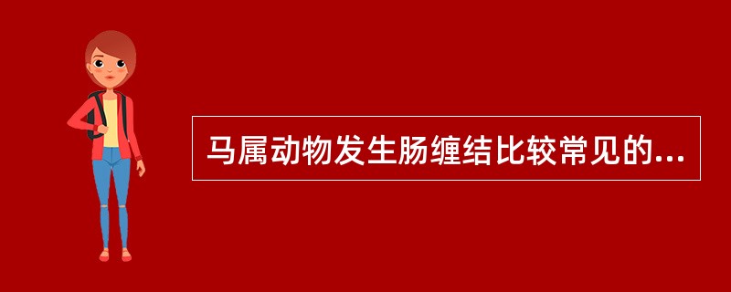 马属动物发生肠缠结比较常见的部位在A、十二指肠B、回肠C、小结肠D、空肠E、大结