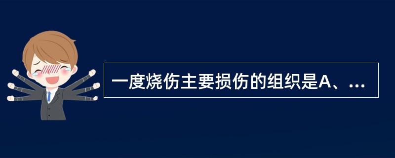 一度烧伤主要损伤的组织是A、皮肤表层B、真皮层C、皮肤全层D、皮肤及皮下组织E、