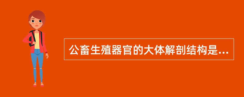 公畜生殖器官的大体解剖结构是( )A、精索内动脉、静脉卷曲,形成蔓状丛致阴囊内温